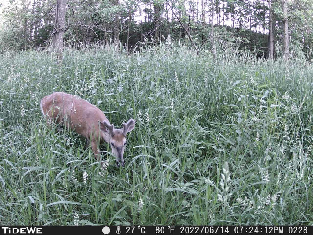 Top 5 Early Season Deer Hunting Tips