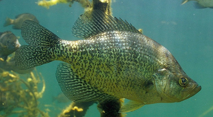 How To Catch Crappie In the Dog Days of Summer