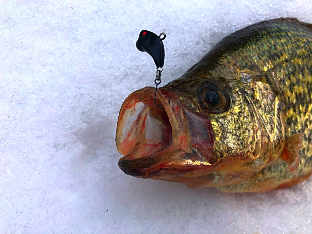 Tactics for Early Ice Backwater Crappies