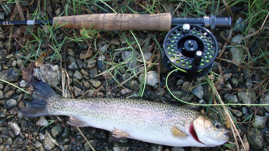 How to Catch Stocked Trout